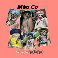 meoco1508