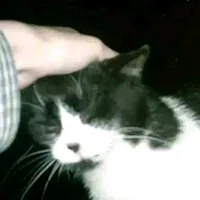 original sound - himies2