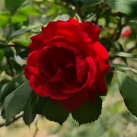 0rose_lover0