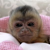 rosecute00