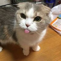 suara asli - Lily si kucing garonk