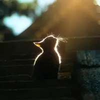 original sound - templateforyou_