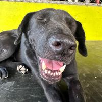 เสียงต้นฉบับ - ดําสู้ๆ