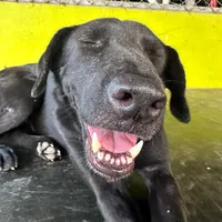 original sound - doamsusu