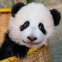 suara asli - Bee🐝🎶