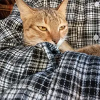 original sound - vio_is_me