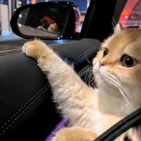 nhạc nền - Tee Chụp Chill
