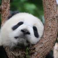 オリジナル楽曲 - polarpanda