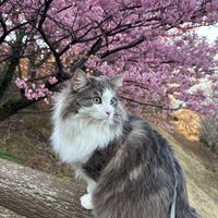 オリジナル楽曲 - ノル猫こむぎ