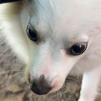 original sound - Pich pisey