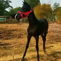 original sound - 🐴Mg Tay Mi🐴