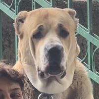 gerdageorgianshepherd