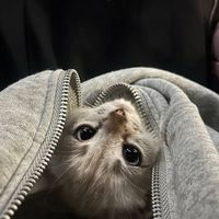 түпнұсқа дыбыс