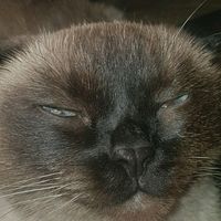 оригинальный звук