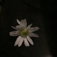nathaphon_thokong