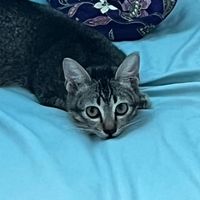 bunyi asal - GF SAHARIZAN❤️😍