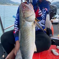 original sound - MegaFishing