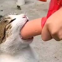 เสียงต้นฉบับ - ไม้ใหม่ไหม้ไหมไม้ใหม่ไม่ไหม้