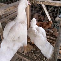 suara asli - peternak muda framm