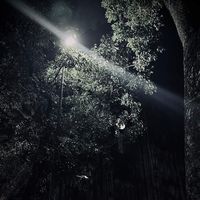 longle_210