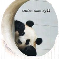 nhạc nền - chiều hôm ấy🐼