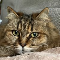 オリジナル楽曲 - 🐈‍⬛minako🐈‍⬛🐈‍⬛
