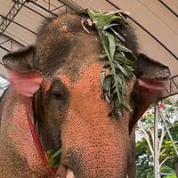 elephant6668