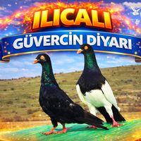 orijinal ses