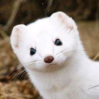 nhạc nền - HẢI BĂNGʕ ́• ᴥ•̥`ʔ