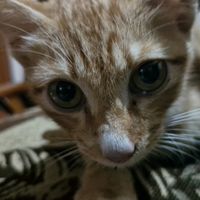suara asli - Heheeynotbadd