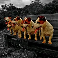 original sound - jackrussell.uy