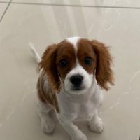 chai_the_puppy