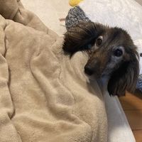 inu_wanwan_inu_wanwan