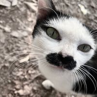 peow0008