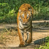 rajutamang002