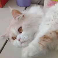 fafalovecats