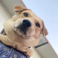 หมาอ้วนตู๋ลู๋