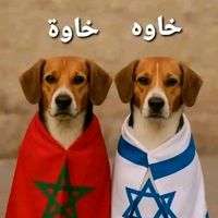 anit_bal