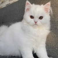 persaswhite