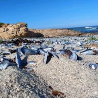 lambertsbaybeachfront