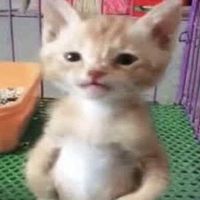 nhạc nền - Phan tuấn vinh𓆉