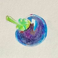 shellflower05