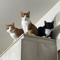 kitty.kingdom.k.k