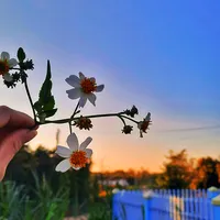 original sound - lovelyday_ttt