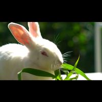 suara asli - edurabbits