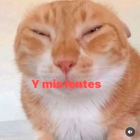 steff_fefa
