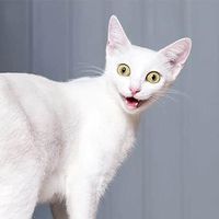jackcat404