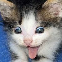buci_buu