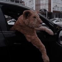 оригинальный звук