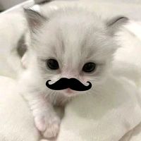 .lostmeow
